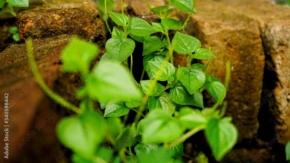 wild plants grow in crevices of mossy rocks wild plants grow in crevices of mossy rocks