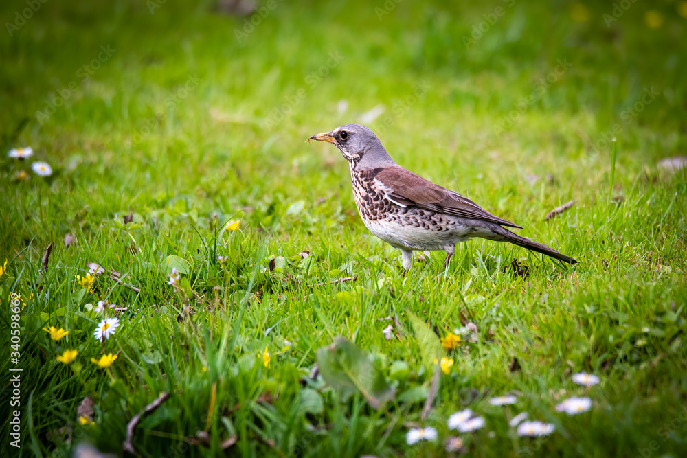 snowbird on the green spring grass (Turdus pilaris) snowbird on the green spring grass (Turdus pilaris)