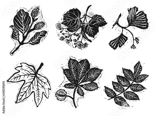 Linocut stamps of beech, linden, ginkgo, sycamore, chestnut, ash. 
Vector illustration of beech, linden, ginkgo, sycamore, chestnut, ash.