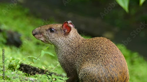 Double shots of central america agouti feeding in closeup - HD photo