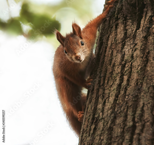 Vom Eichhörnchen beobachtet