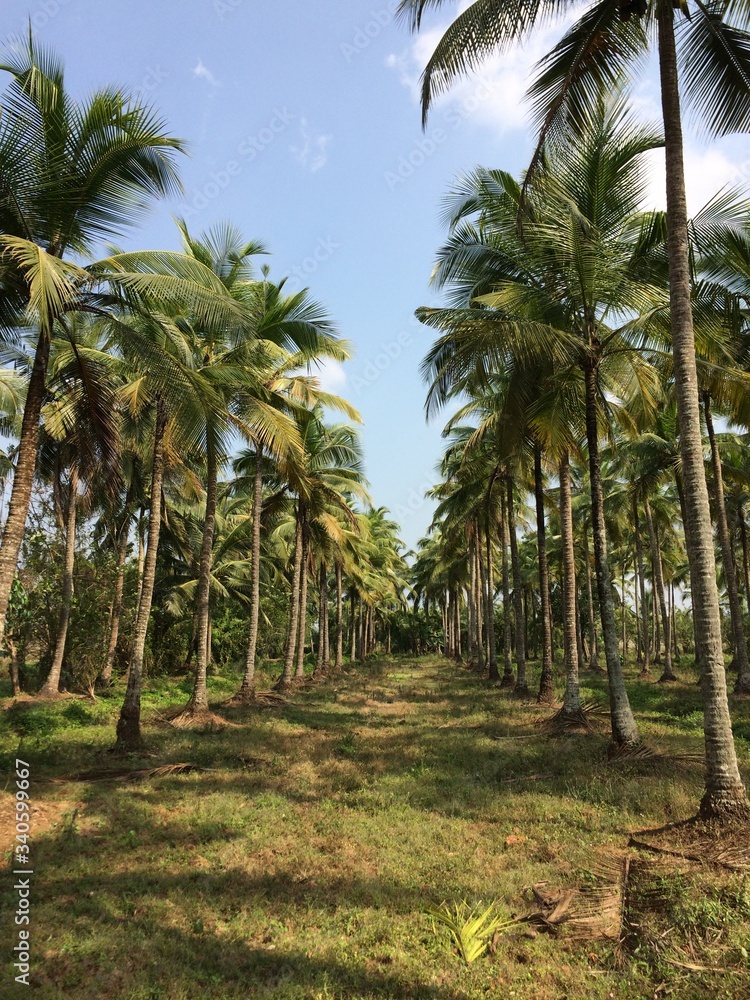 Obraz premium Cocunut Tree Plantation.