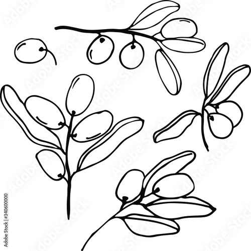 Olives set of elements with olive branches and fruits for Italian, greek or turkish cuisine design or extra virgin oil food or cosmetic product packaging wrapper. Hand drawn Illustration in vector.