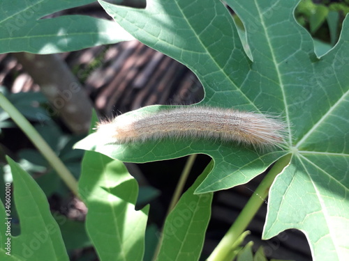 The Lymantriinae (formerly called the Lymantriidae) are a subfamily of moths of the family Erebidae