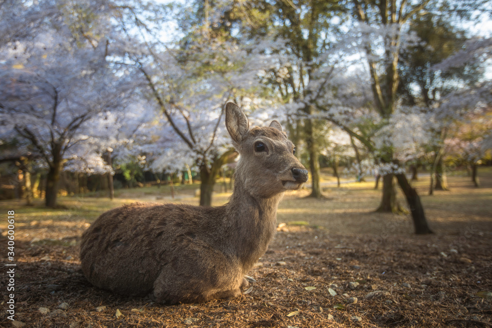 Deer at Nara park during a sunny day in the cherry blossom season, Japan