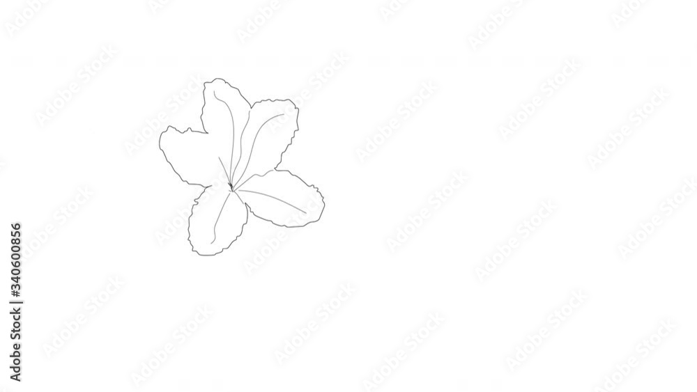 Self drawing animation of azalea flower. Line art. White background. Copy space.