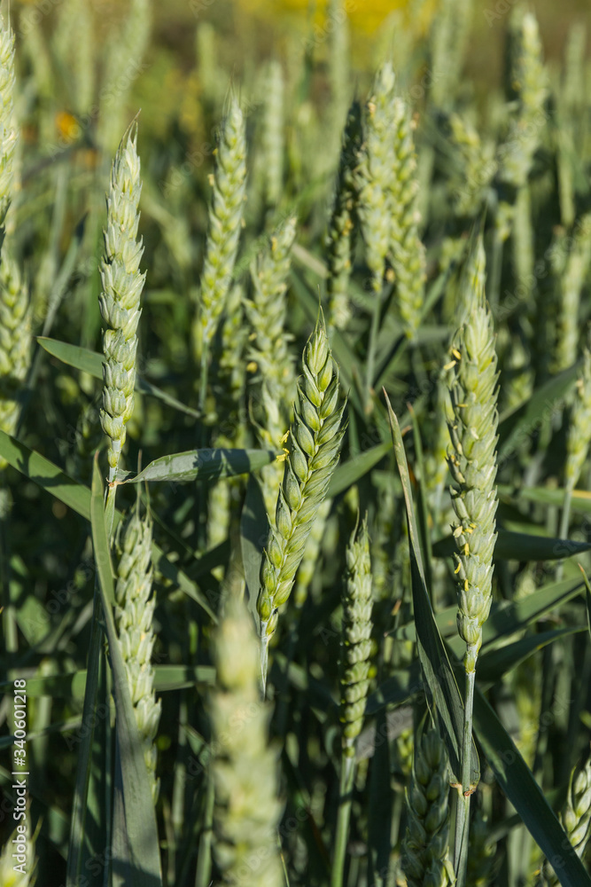 Green ears of wheat on a grain planting in the spring 