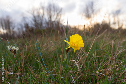 Lonely yellow flower Bell-shaped Hoop petticoat daffodil (Narcissus bulbocodium) showing the stamens, on an unfocused background  photo