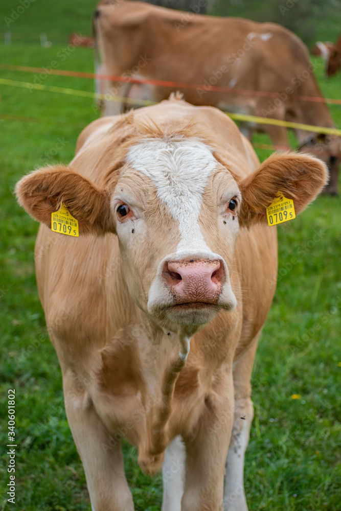 Beautiful swiss cows. Alpine meadows. Mountains.