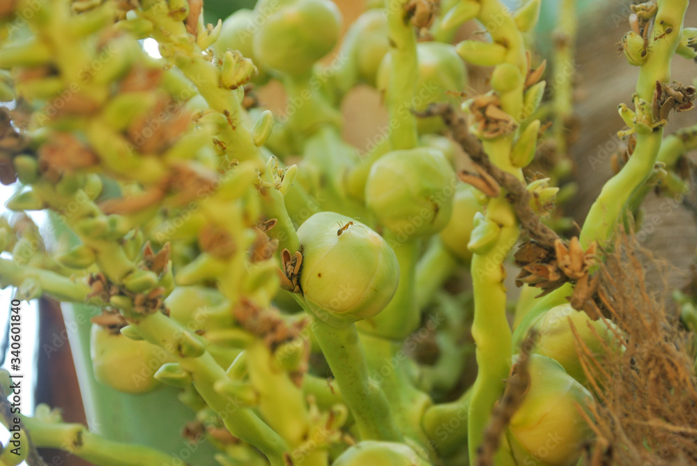 Obraz premium Coconut plantation, nectar, planted in the tropics, exported to foreign countries.