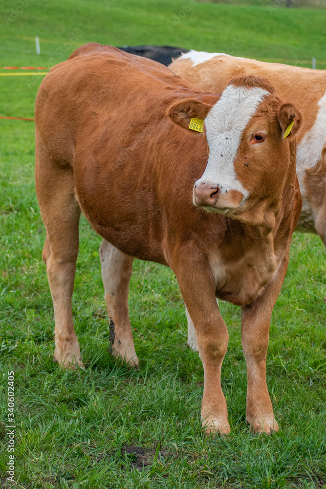 Beautiful swiss cows. Alpine meadows. Mountains. Beautiful swiss cows. Alpine meadows. Mountains.