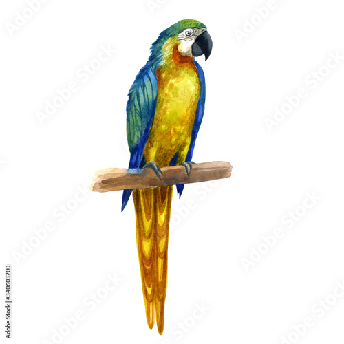 Watercolor illustration. A parrot sitting on a branch.
