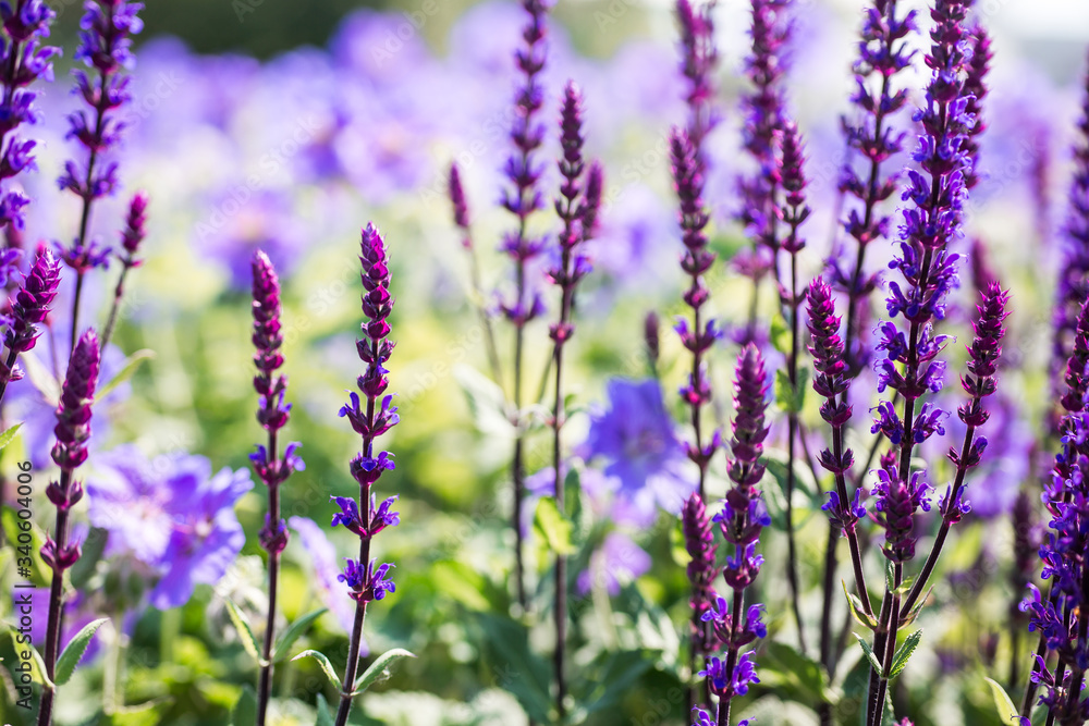 Obraz premium Lavendel Auszeit