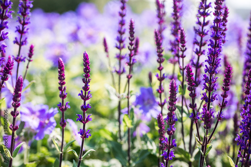 Lavendel Auszeit