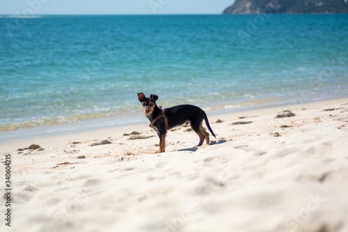 Beautiful little black dog on a paradise beach 