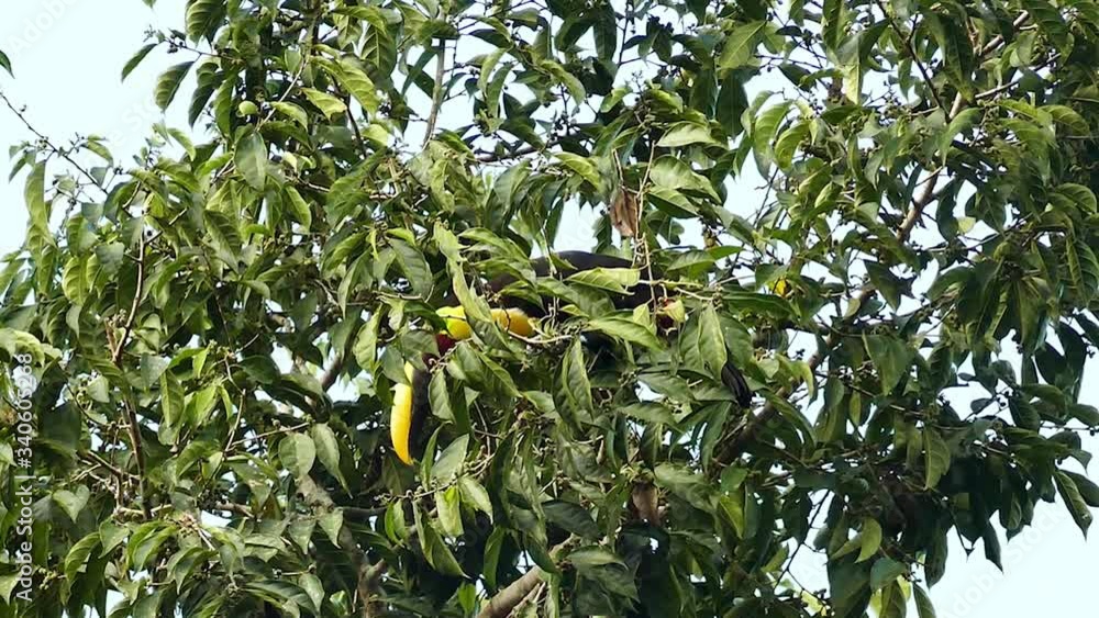 Chestnut-Mandibled Toucan up in Panamean tree - part 1 of 3 - HD Chestnut-Mandibled Toucan up in Panamean tree - part 1 of 3 - HD