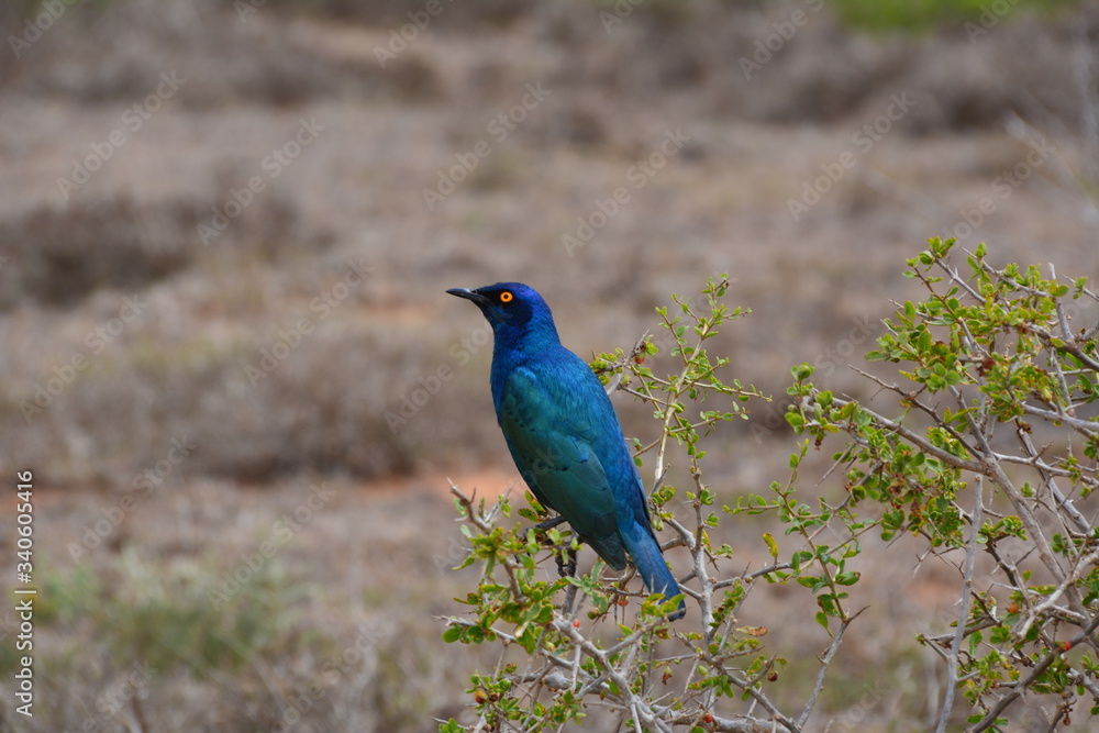 blauer Vogel blauer Vogel