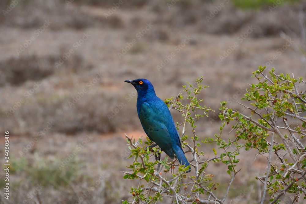 blauer Vogel