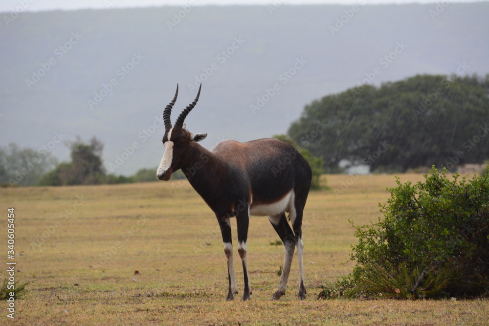 Obraz premium Antilope