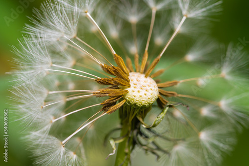 Gew  hnliche L  wenzahn Taraxacum sect Ruderalia  samen