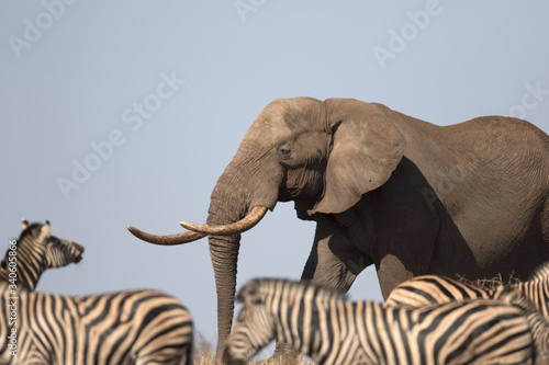 Photography African bull elephant in african wildlife National park