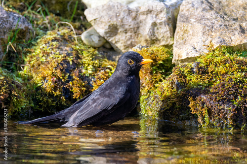 Male blackbird taking a bath in the pond