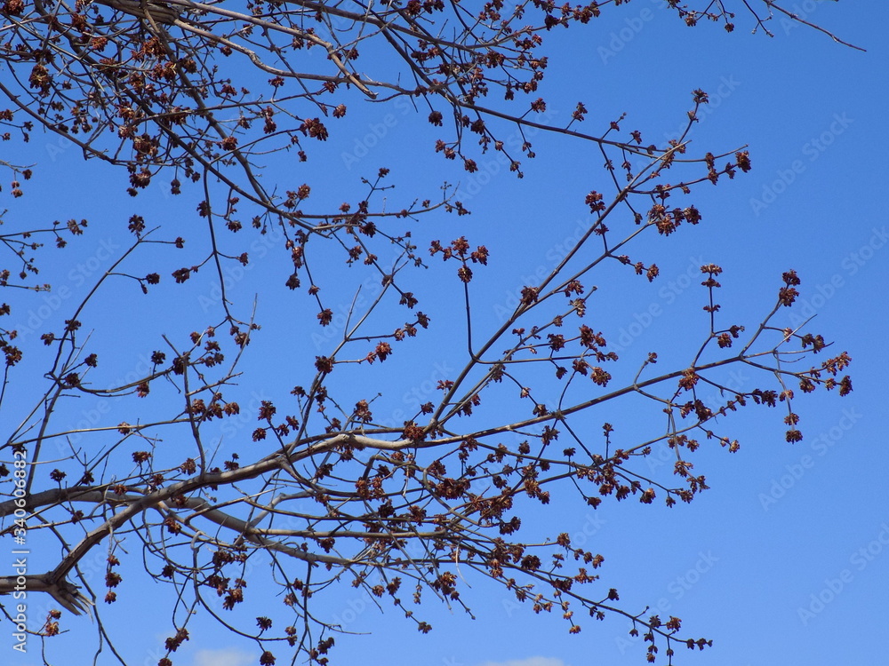 Sunny spring day. Leaves bloom on the branches of plants. Sunny spring day. Leaves bloom on the branches of plants.