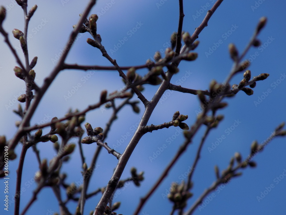 Sunny spring day. Leaves bloom on the branches of plants. Sunny spring day. Leaves bloom on the branches of plants.