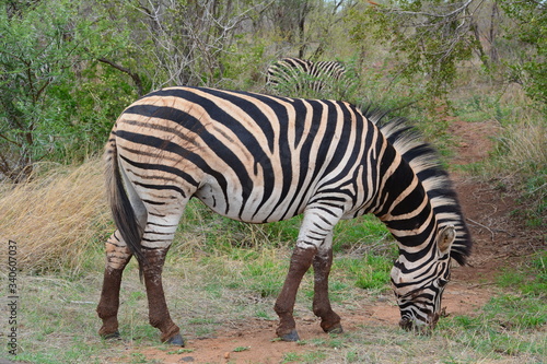 Zebra - Kruger Nationalpark