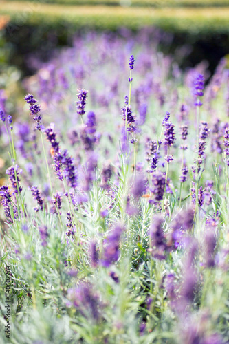 Lavendel im Park