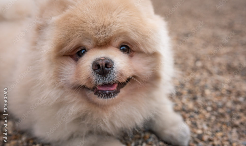 .Pomeranian dog lies on the ground of stones, without people .Pomeranian dog lies on the ground of stones, without people