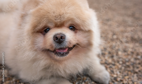 .Pomeranian dog lies on the ground of stones, without people