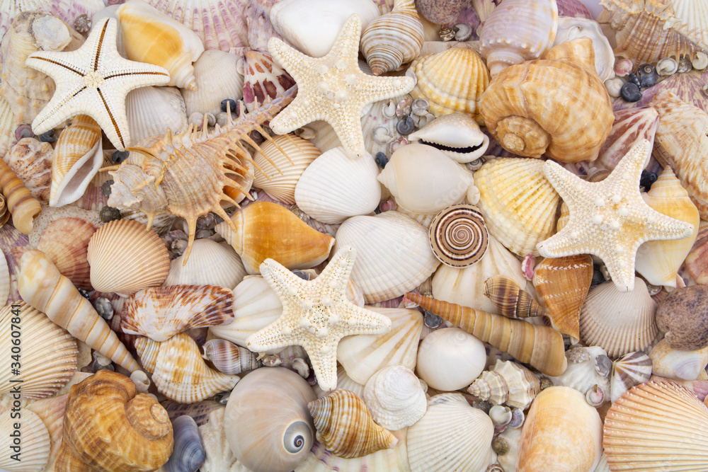 Seashells background, lots of amazing seashells, coral and starfishes mixed
