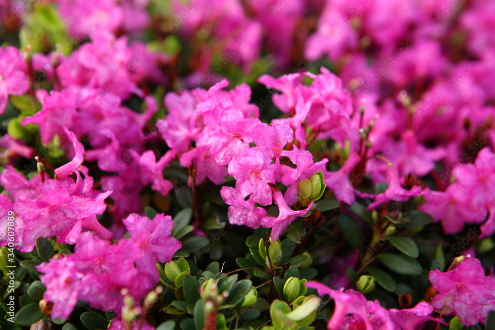 Blooming rhododendron in the Eastern Carpathians Blooming rhododendron in the Eastern Carpathians