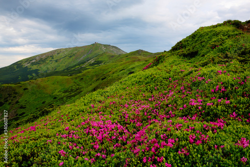 Beautiful view of blooming rhododendron in the mountains