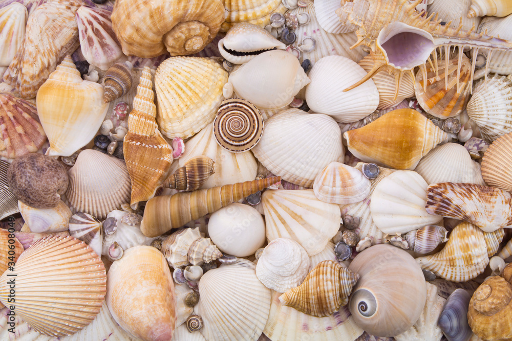 Tropical seashells collection as background