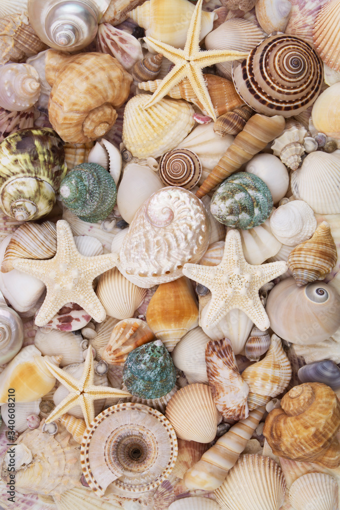 Seashells background, lots of amazing seashells, coral and starfishes mixed Seashells background, lots of amazing seashells, coral and starfishes mixed
