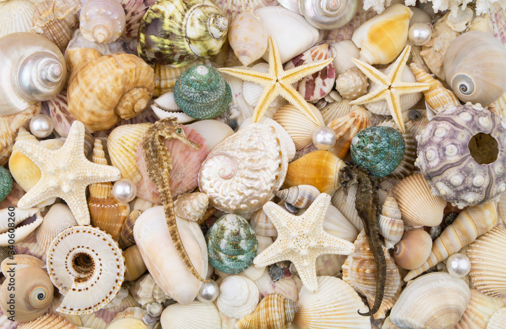 Sea life and ocean bottom concept for wallpapers and post cards. Seashells, starfishes, sea urchin, seahorse, pearls. Sea life and ocean bottom concept for wallpapers and post cards. Seashells, starfishes, sea urchin, seahorse, pearls.