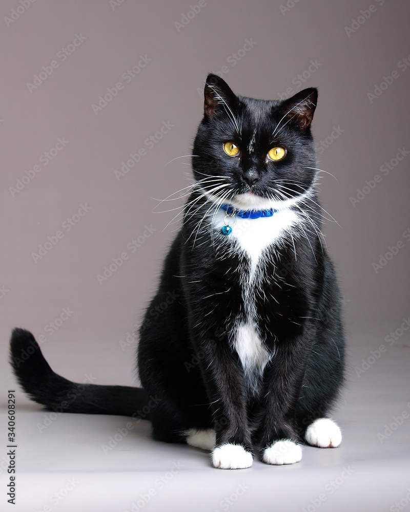 Obraz premium black and white cat