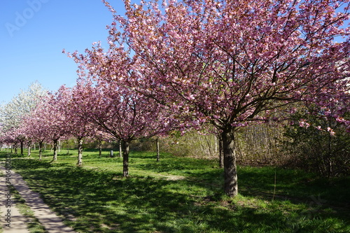Spaziergang am Berliner Mauerweg in Teltow während der Kirschblütenzeit