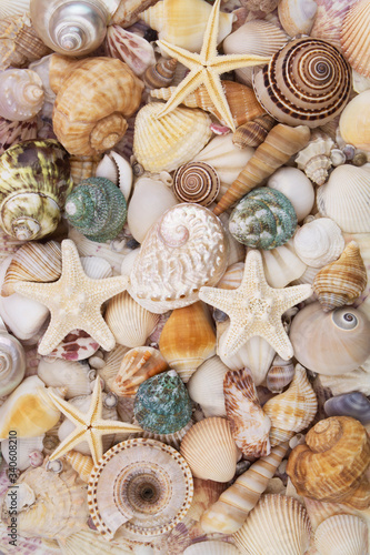 Cuadro en lienzo Seashells background, lots of amazing seashells, coral and starfishes mixed