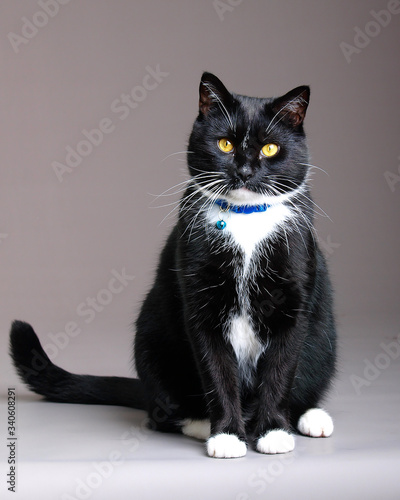 black and white cat