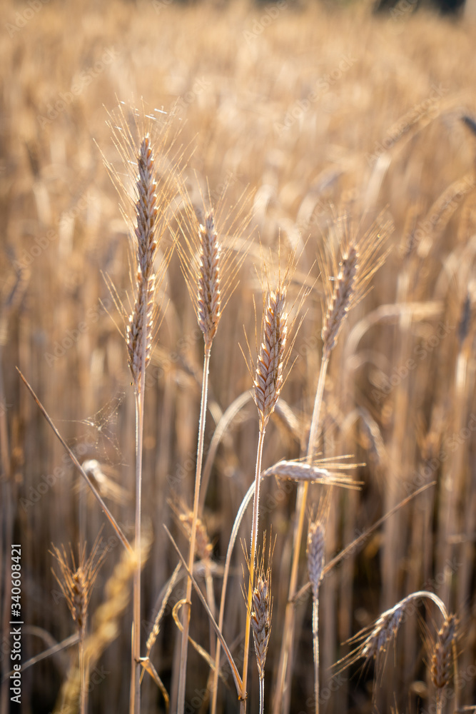 Fototapeta premium blé 