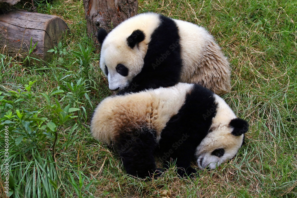 Obraz premium Two lazy giant panda bears