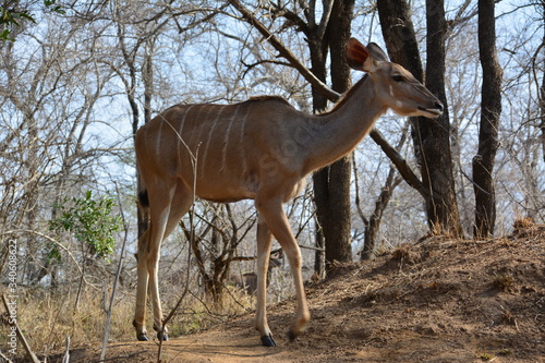 weibliche Kudu Kuh