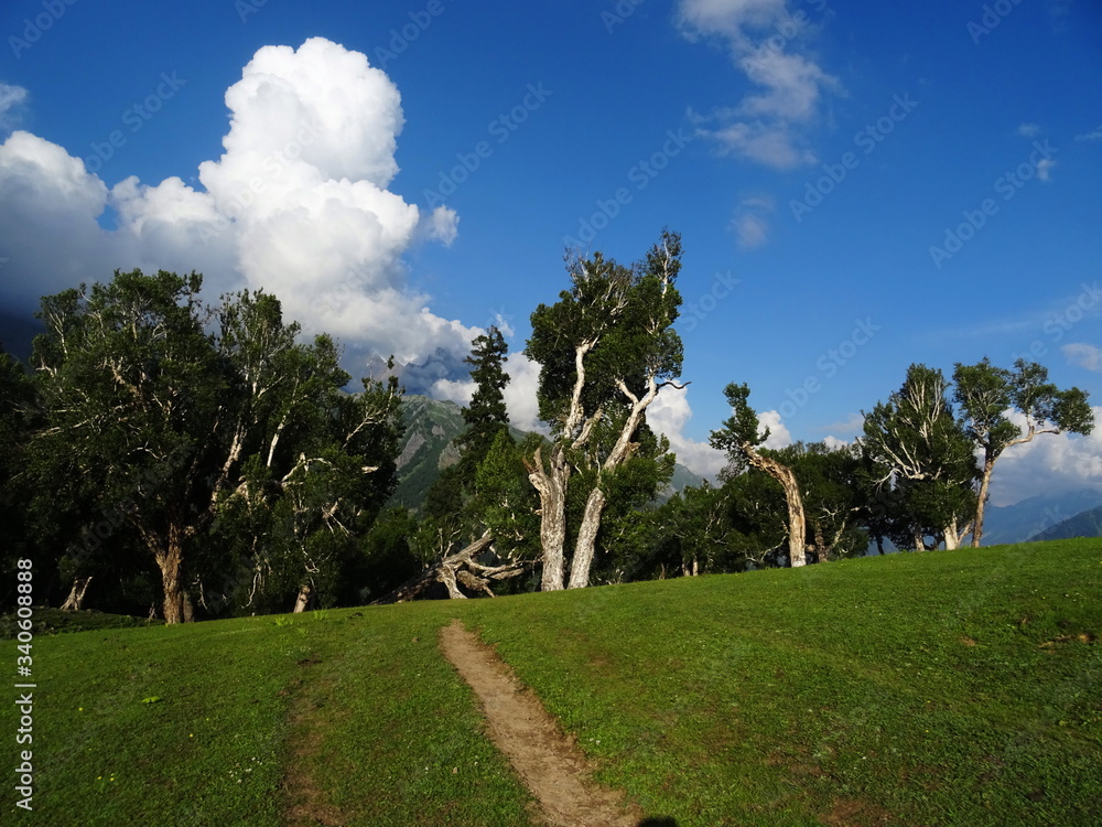 Silver birch trees with meadows and sky 