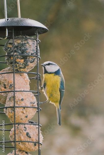 blue tit on bird feeder.