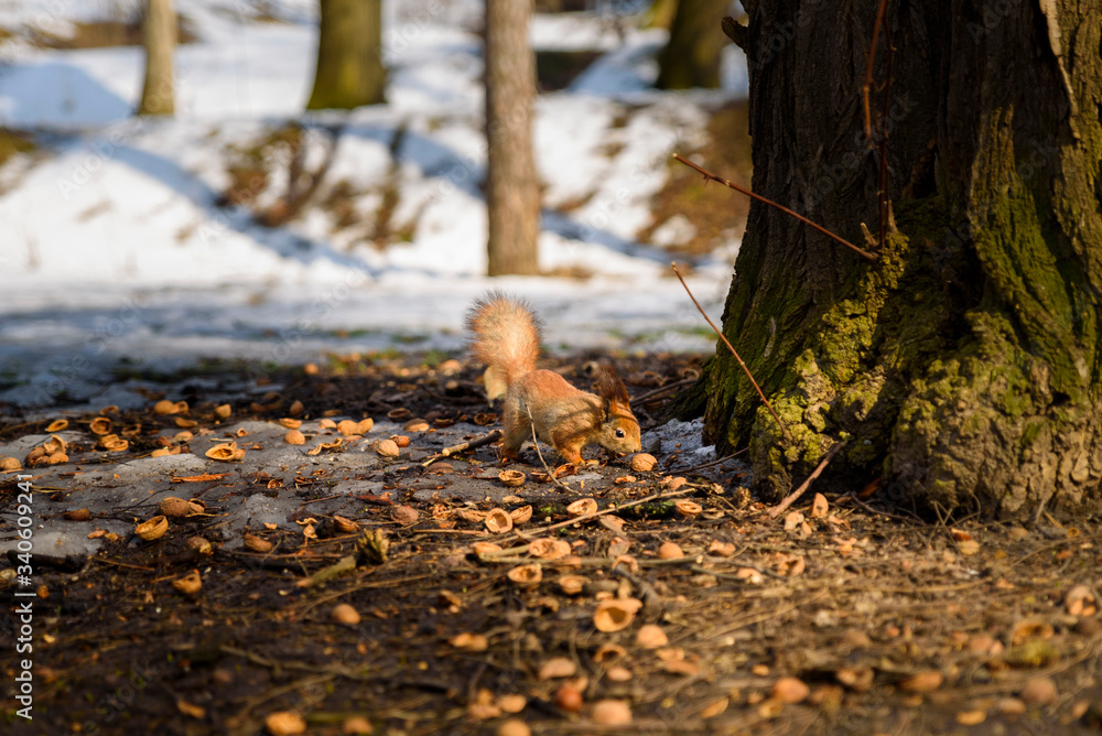 Obraz premium a red squirrel on the ground gathering nuts