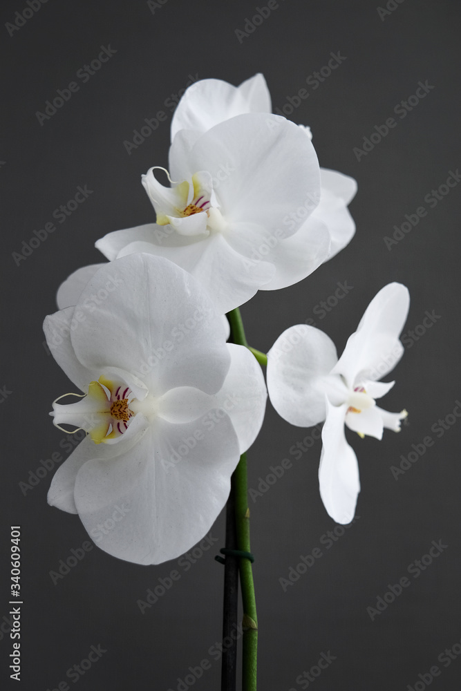 white orchid in blossom on the grey background