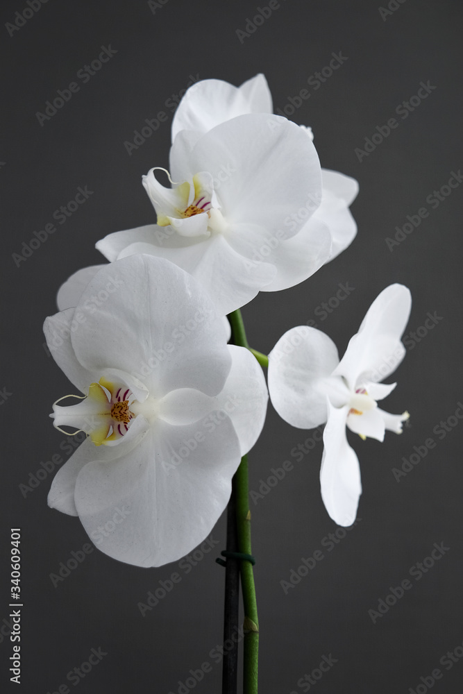 white orchid in blossom on the grey background white orchid in blossom on the grey background